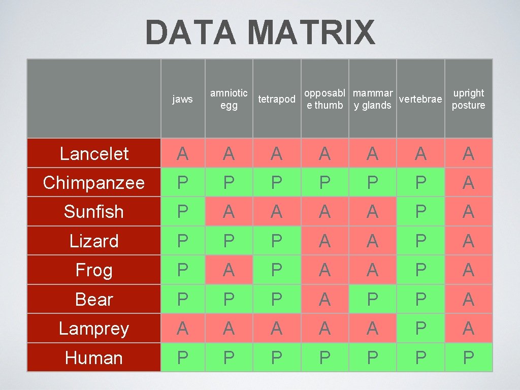 DATA MATRIX jaws amniotic egg tetrapod opposabl mammar upright vertebrae e thumb y glands