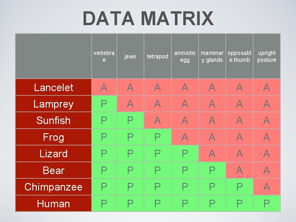 DATA MATRIX vertebra e jaws tetrapod amniotic mammar opposabl egg y glands e thumb