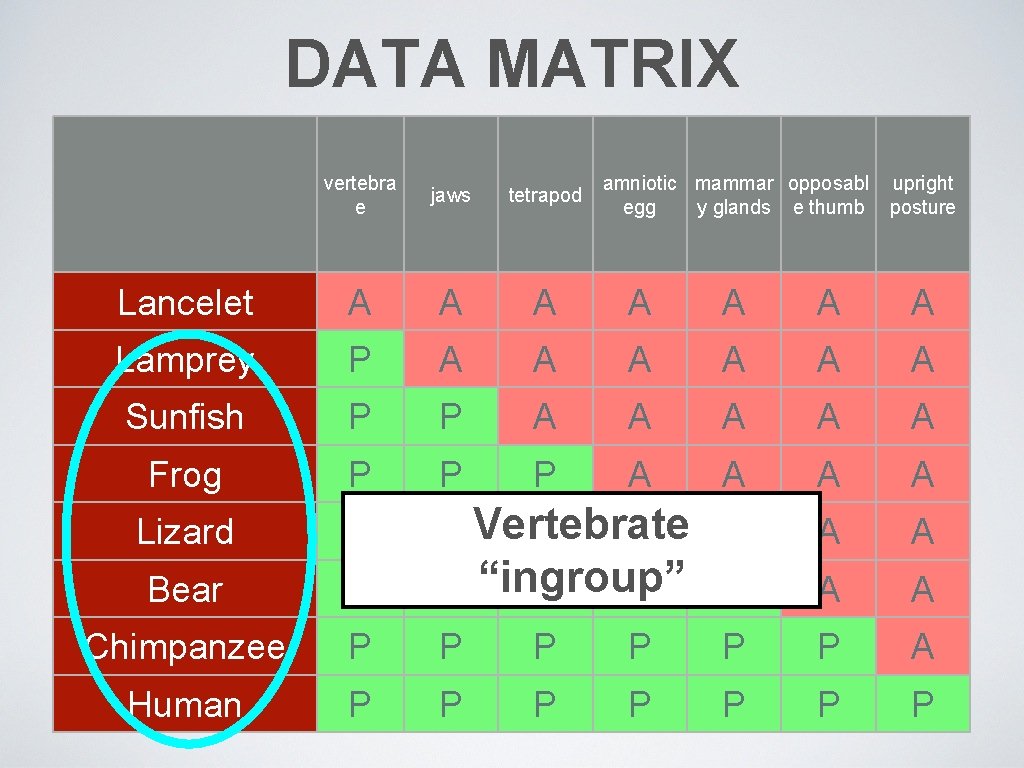 DATA MATRIX vertebra e jaws tetrapod amniotic mammar opposabl egg y glands e thumb