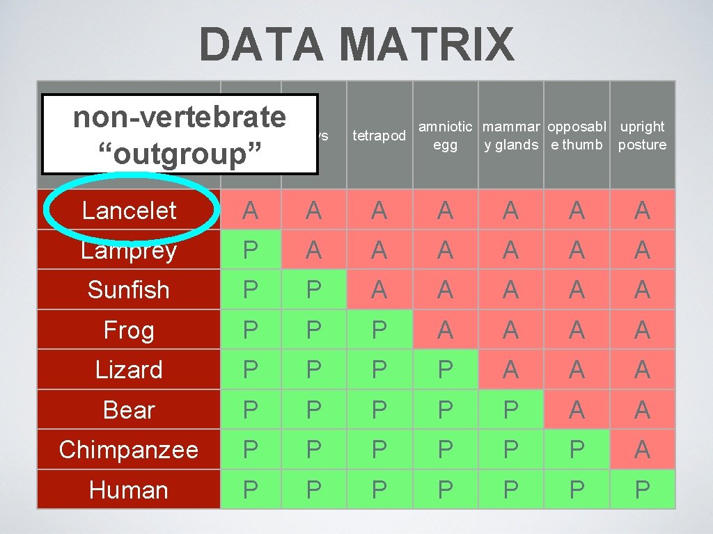 DATA MATRIX non-vertebrate vertebra e “outgroup” jaws tetrapod amniotic mammar opposabl upright egg y
