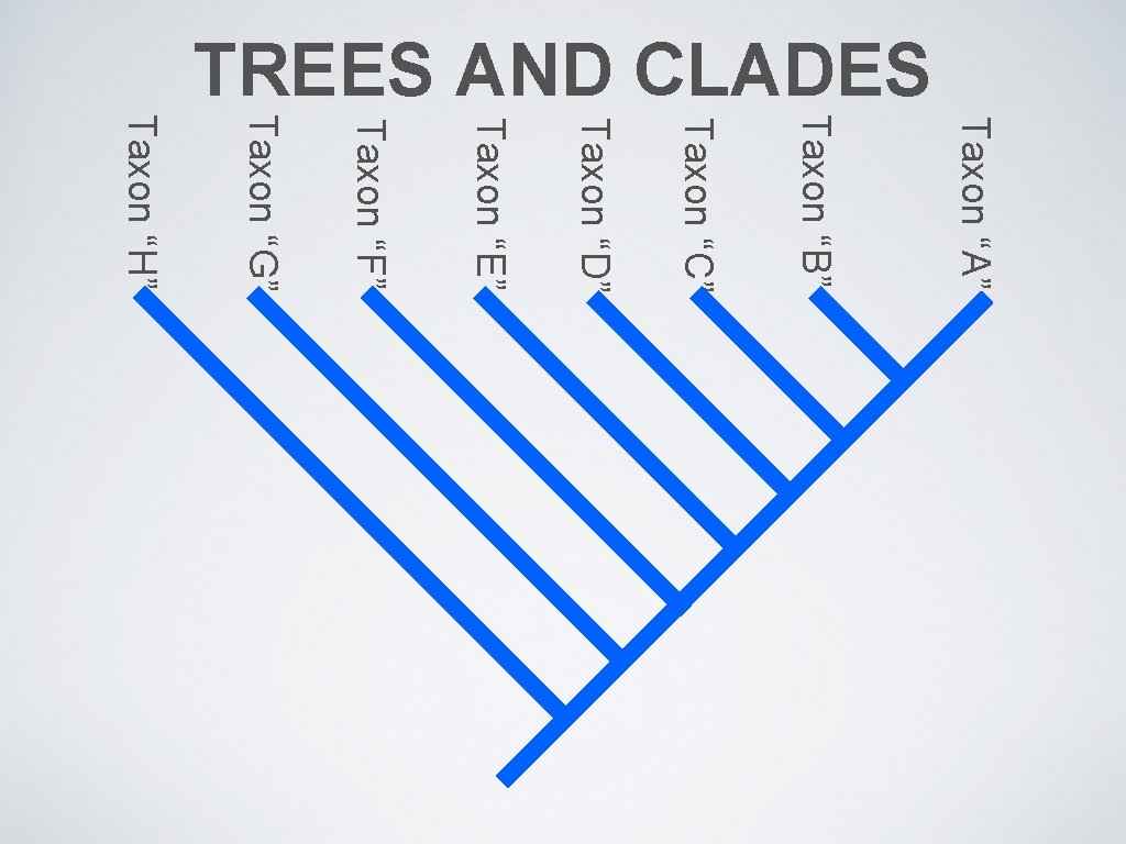TREES AND CLADES Taxon “A” Taxon “B” Taxon “C” Taxon “D” Taxon “E” Taxon
