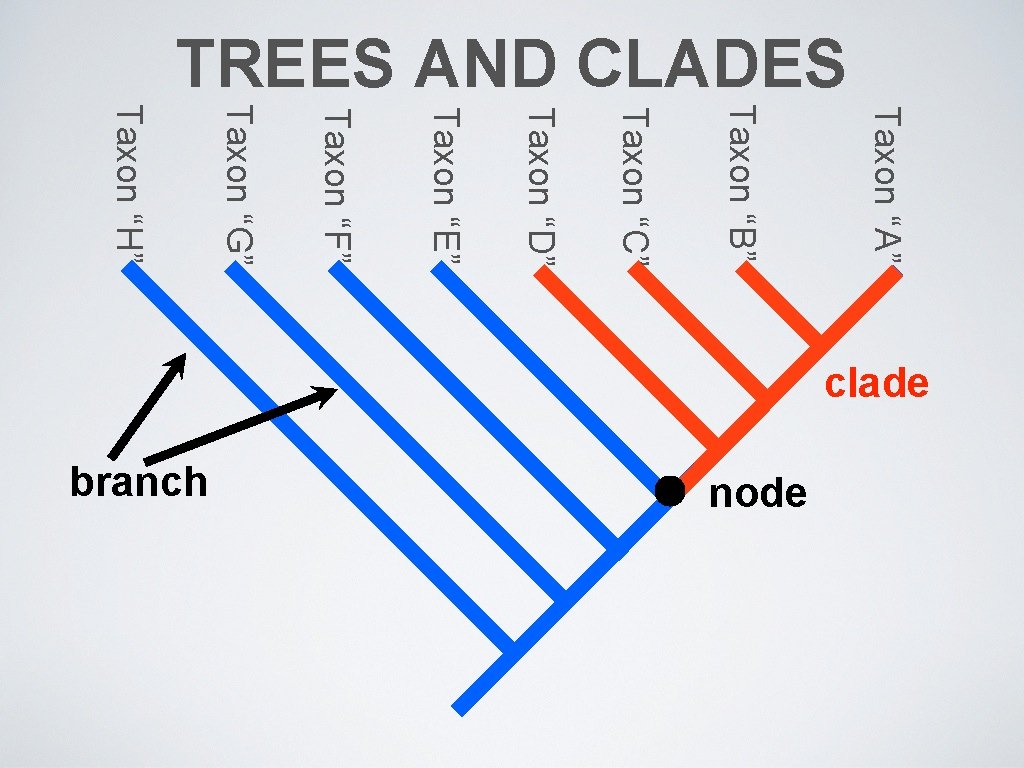 TREES AND CLADES Taxon “A” Taxon “B” Taxon “C” Taxon “D” Taxon “E” Taxon