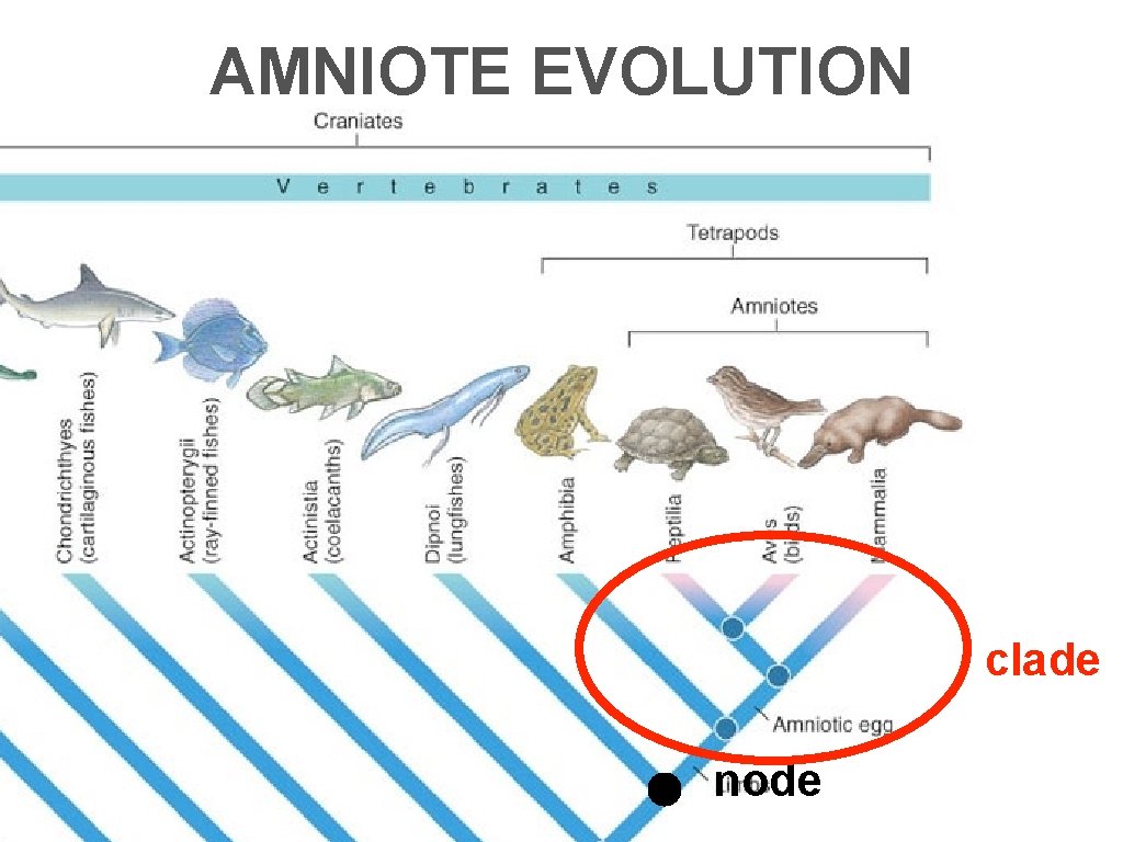 AMNIOTE EVOLUTION clade node 