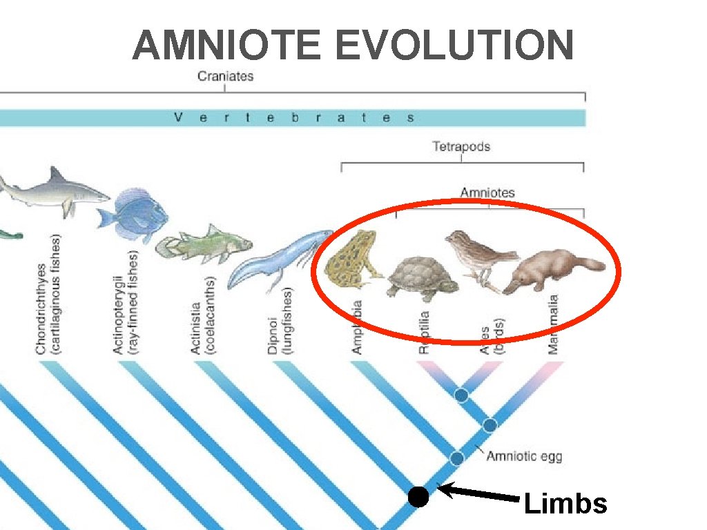 AMNIOTE EVOLUTION Limbs 
