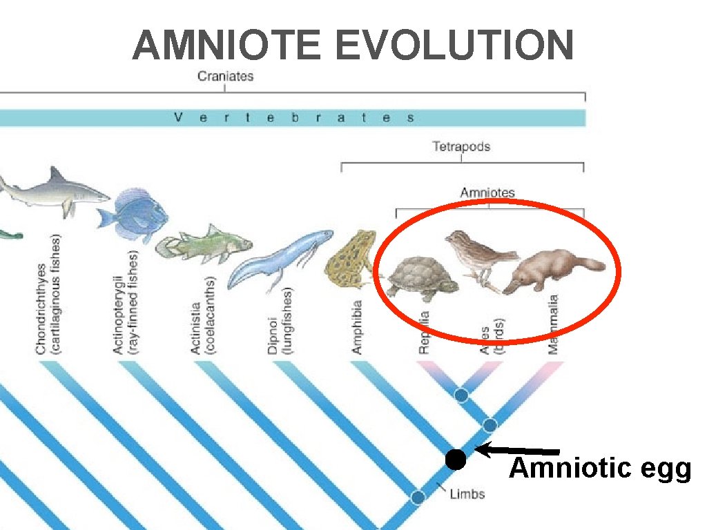 AMNIOTE EVOLUTION Amniotic egg 
