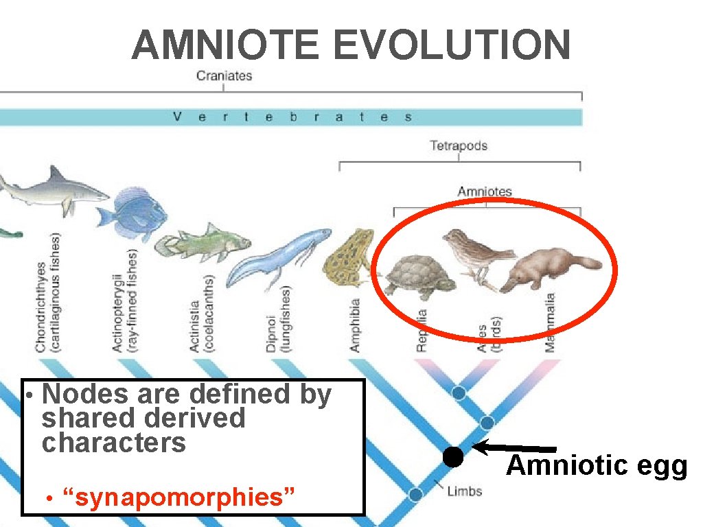 AMNIOTE EVOLUTION • Nodes are defined by shared derived characters • “synapomorphies” Amniotic egg