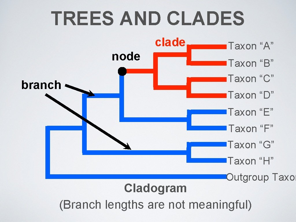TREES AND CLADES clade node branch Taxon “A” Taxon “B” Taxon “C” Taxon “D”
