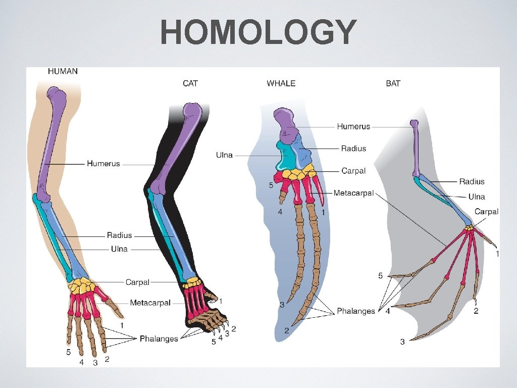 HOMOLOGY 
