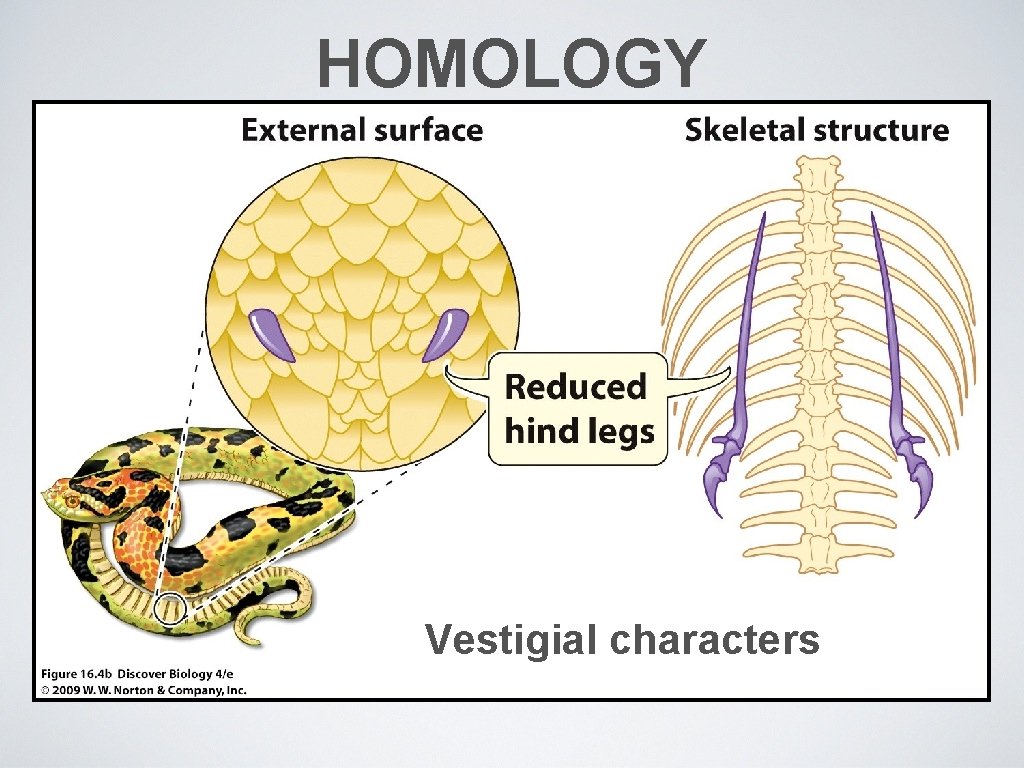 HOMOLOGY Vestigial characters 