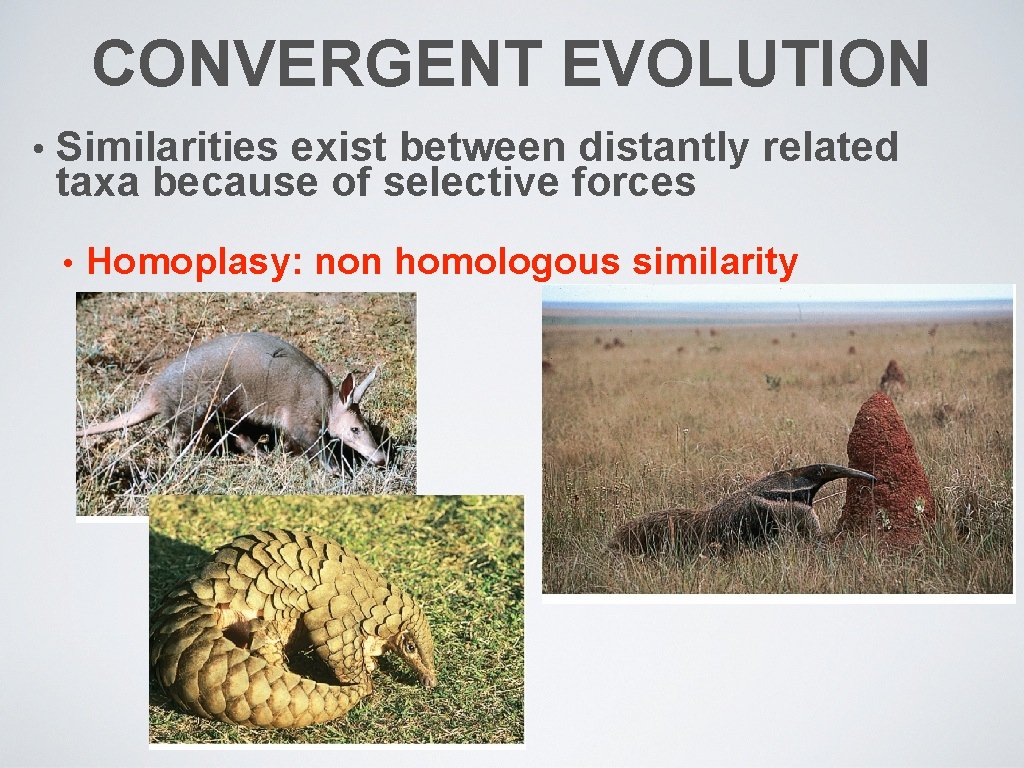 CONVERGENT EVOLUTION • Similarities exist between distantly related taxa because of selective forces •