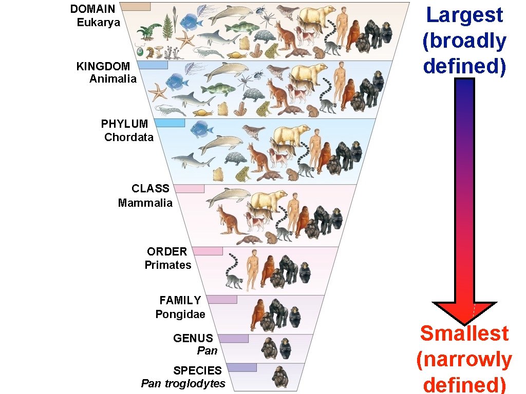 Largest (broadly defined) DOMAIN Eukarya KINGDOM Animalia PHYLUM Chordata CLASS Mammalia ORDER Primates FAMILY
