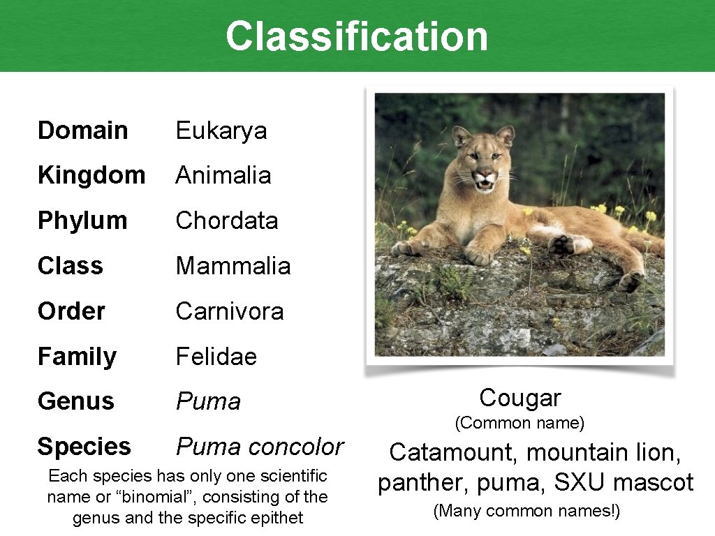 Classification Domain Eukarya Kingdom Animalia Phylum Chordata Class Mammalia Order Carnivora Family Felidae Genus