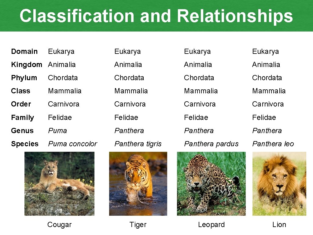 Classification and Relationships Domain Eukarya Kingdom Animalia Phylum Chordata Class Mammalia Order Carnivora Family