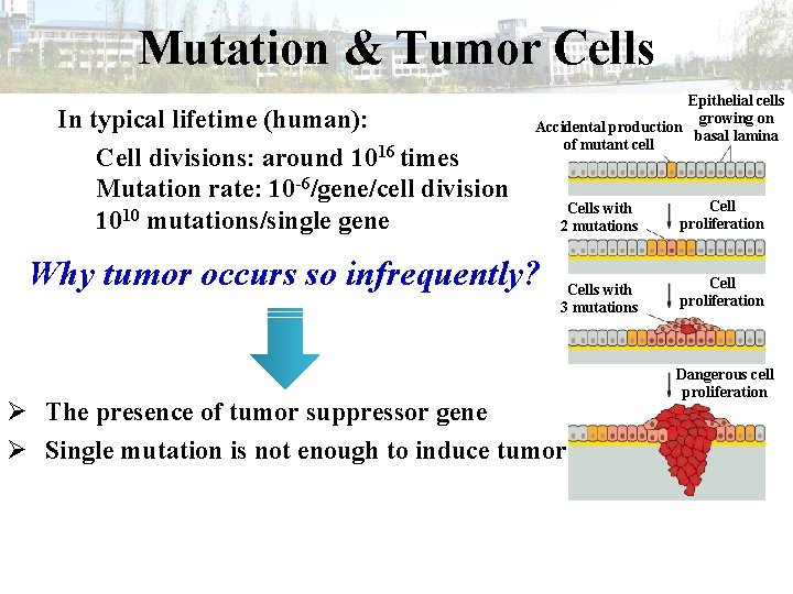Mutation & Tumor Cells In typical lifetime (human): Cell divisions: around 1016 times Mutation