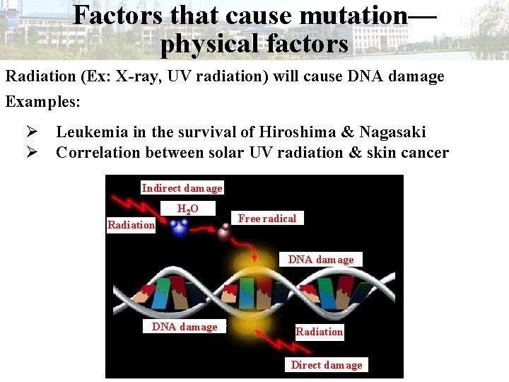 Factors that cause mutation— physical factors Radiation (Ex: X-ray, UV radiation) will cause DNA