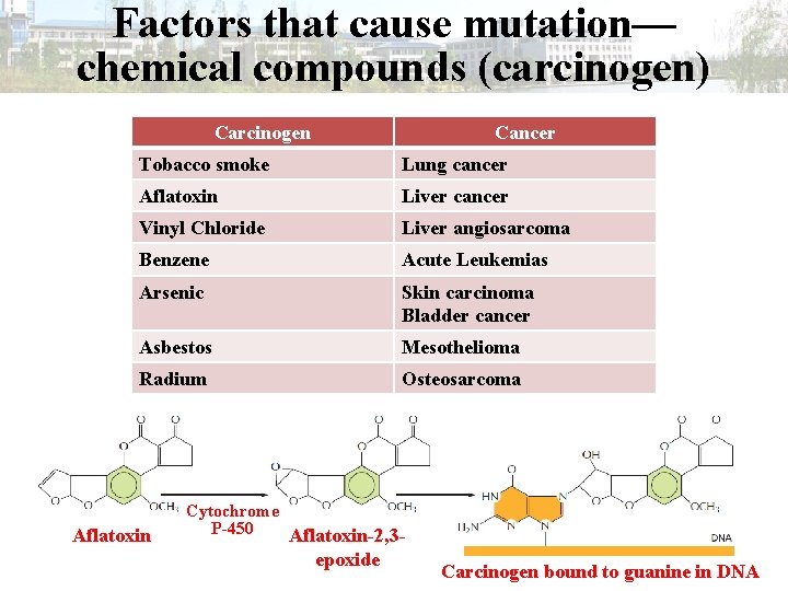 Factors that cause mutation— chemical compounds (carcinogen) Carcinogen Cancer Tobacco smoke Lung cancer Aflatoxin