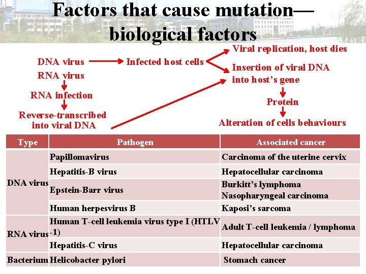 Factors that cause mutation— biological factors Viral replication, host dies DNA virus RNA virus