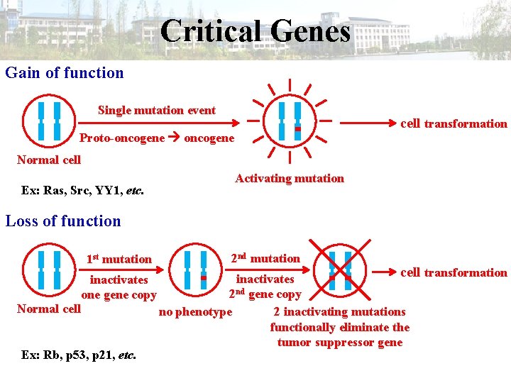 Critical Genes Gain of function Single mutation event cell transformation Proto-oncogene Normal cell Ex: