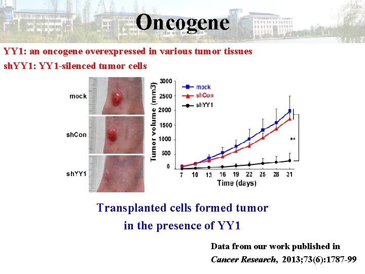 Oncogene YY 1: an oncogene overexpressed in various tumor tissues sh. YY 1: YY
