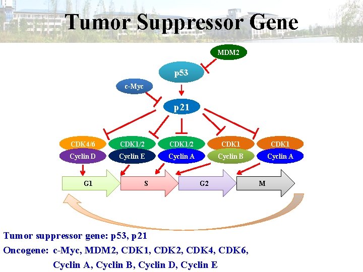 Tumor Suppressor Gene MDM 2 p 53 c-Myc p 21 CDK 4/6 CDK 1/2