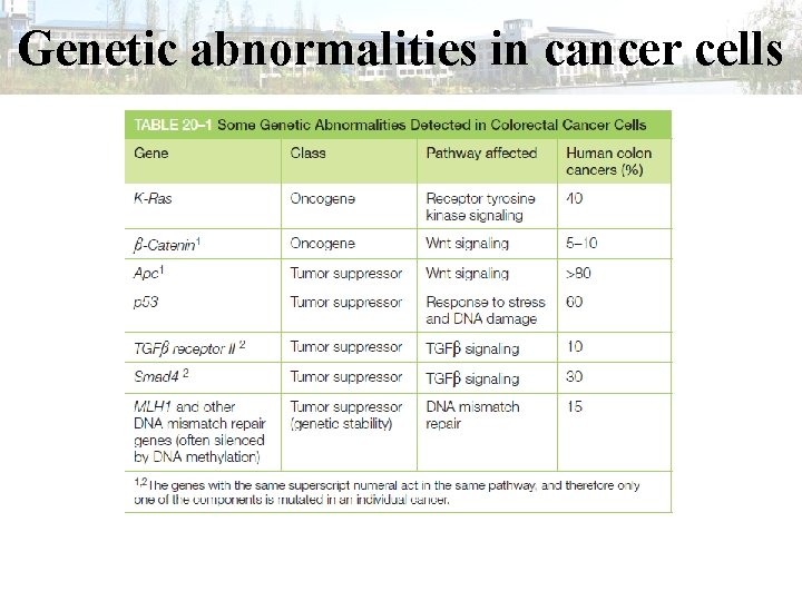 Genetic abnormalities in cancer cells 