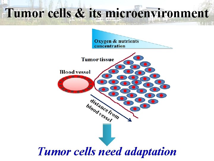 Tumor cells & its microenvironment Tumor cells need adaptation 