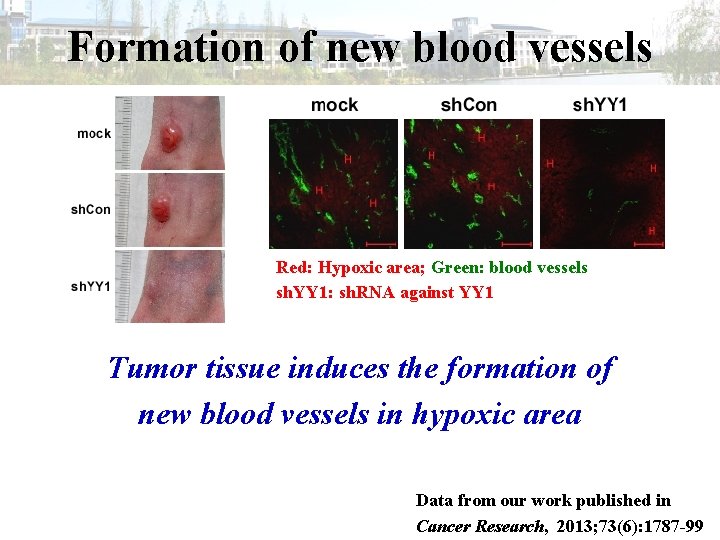 Formation of new blood vessels Red: Hypoxic area; Green: blood vessels sh. YY 1: