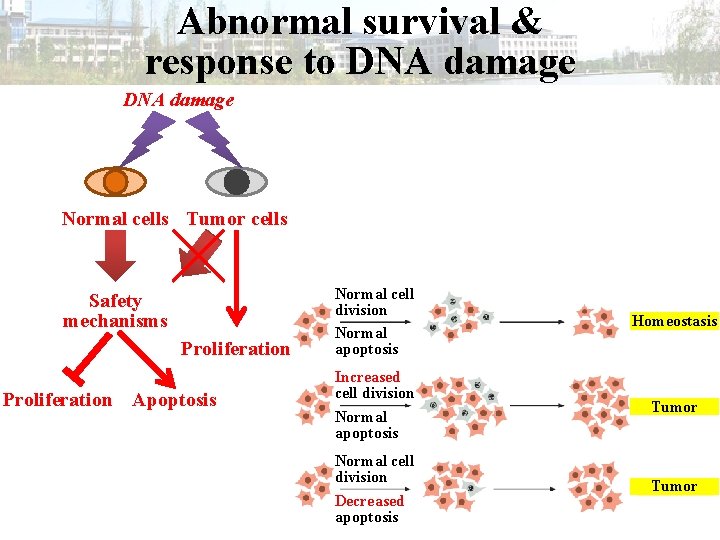 Abnormal survival & response to DNA damage Normal cells Tumor cells Safety mechanisms Proliferation