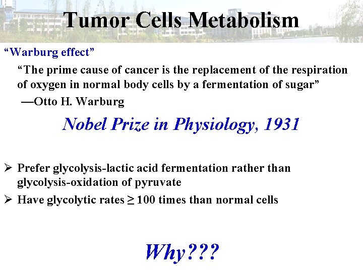 Tumor Cells Metabolism “Warburg effect” “The prime cause of cancer is the replacement of