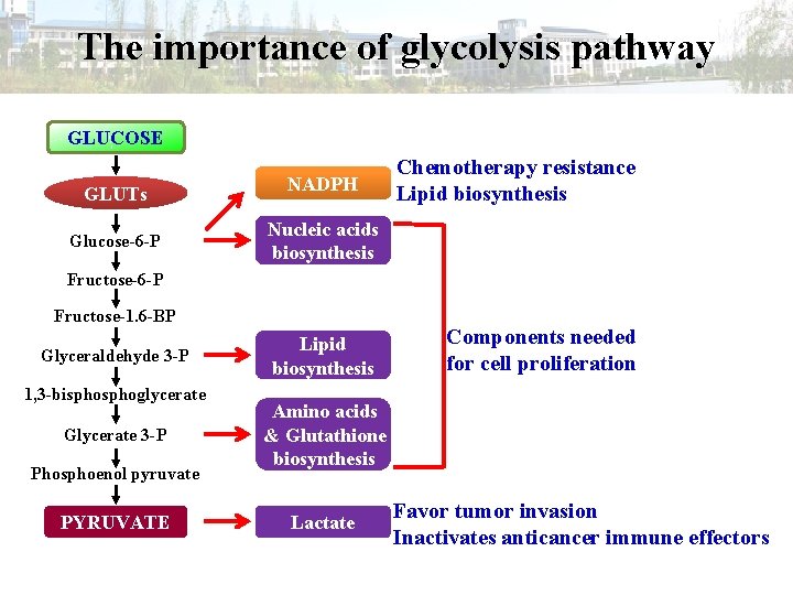 The importance of glycolysis pathway GLUCOSE GLUTs Glucose-6 -P NADPH Chemotherapy resistance Lipid biosynthesis