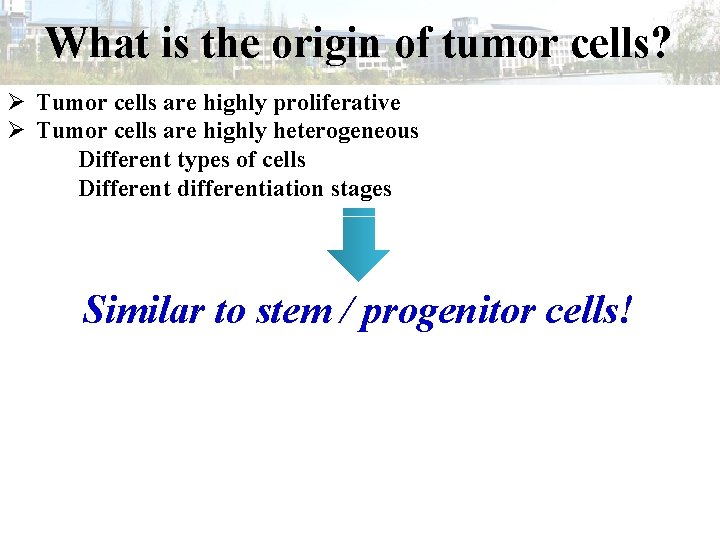 What is the origin of tumor cells? Ø Tumor cells are highly proliferative Ø