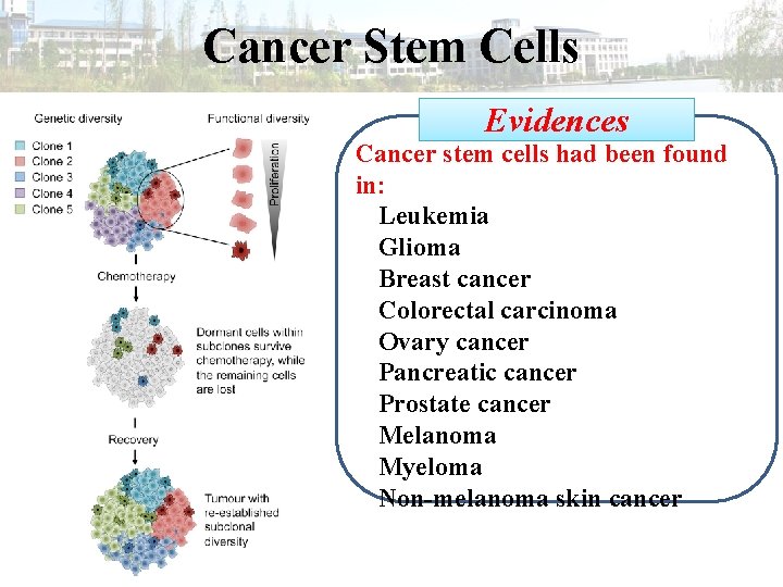 Cancer Stem Cells Evidences Cancer stem cells had been found in: Leukemia Glioma Breast
