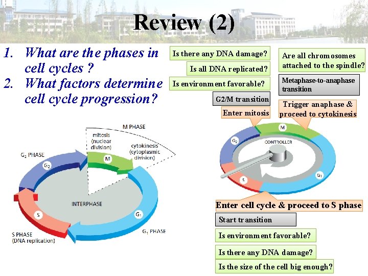 Review (2) 1. What are the phases in cell cycles ? 2. What factors