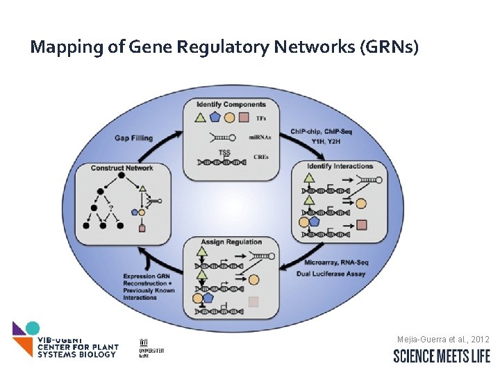 Mapping of Gene Regulatory Networks (GRNs) Mejia-Guerra et al. , 2012 