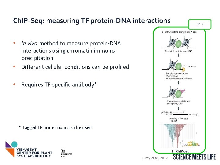 Ch. IP-Seq: measuring TF protein-DNA interactions Ch. IP • in vivo method to measure