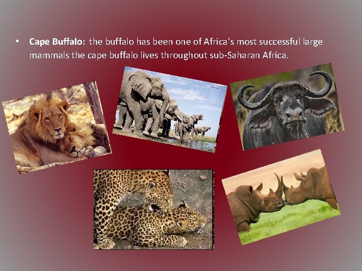  • Cape Buffalo: the buffalo has been one of Africa’s most successful large