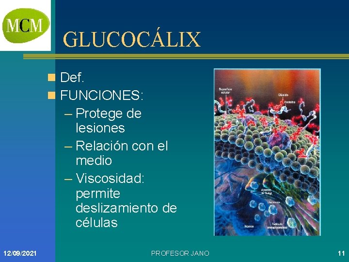 GLUCOCÁLIX n Def. n FUNCIONES: – Protege de lesiones – Relación con el medio