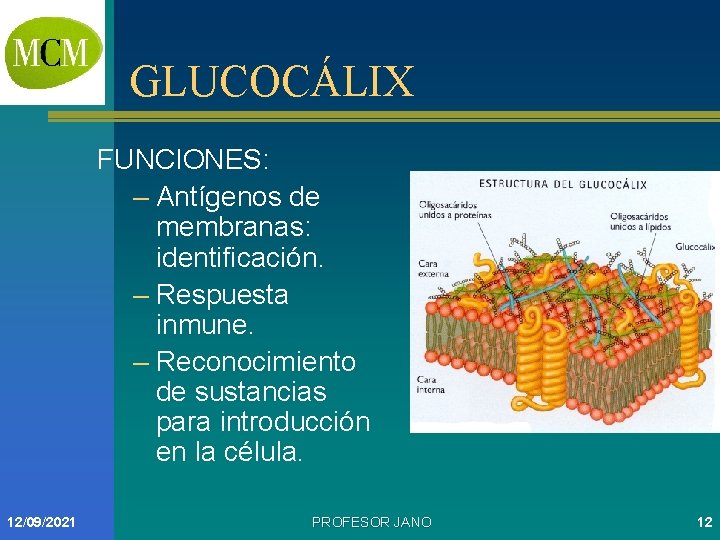 GLUCOCÁLIX FUNCIONES: – Antígenos de membranas: identificación. – Respuesta inmune. – Reconocimiento de sustancias