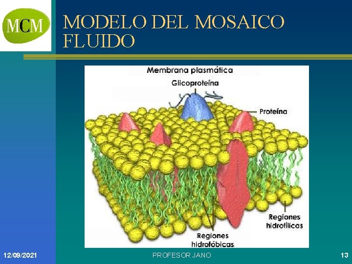 MODELO DEL MOSAICO FLUIDO 12/09/2021 PROFESOR JANO 13 