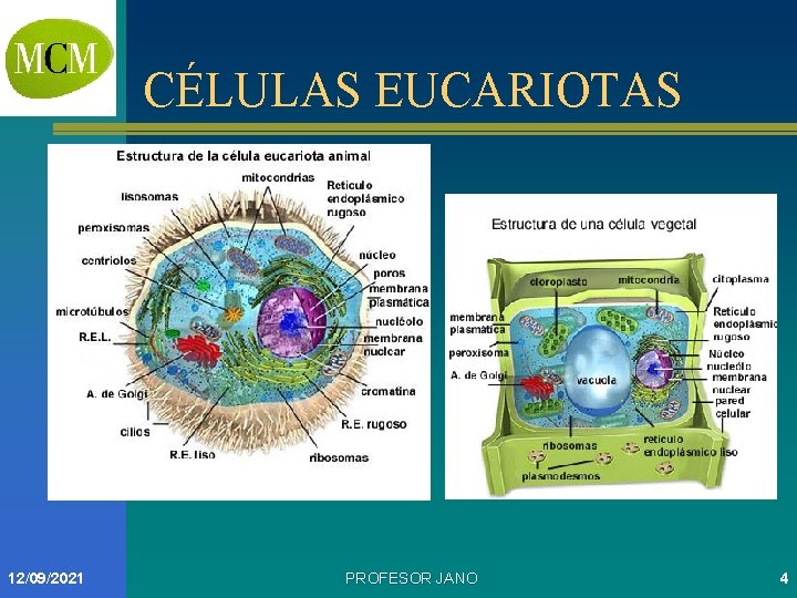 CÉLULAS EUCARIOTAS 12/09/2021 PROFESOR JANO 4 