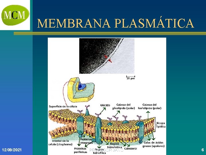 MEMBRANA PLASMÁTICA 12/09/2021 PROFESOR JANO 6 