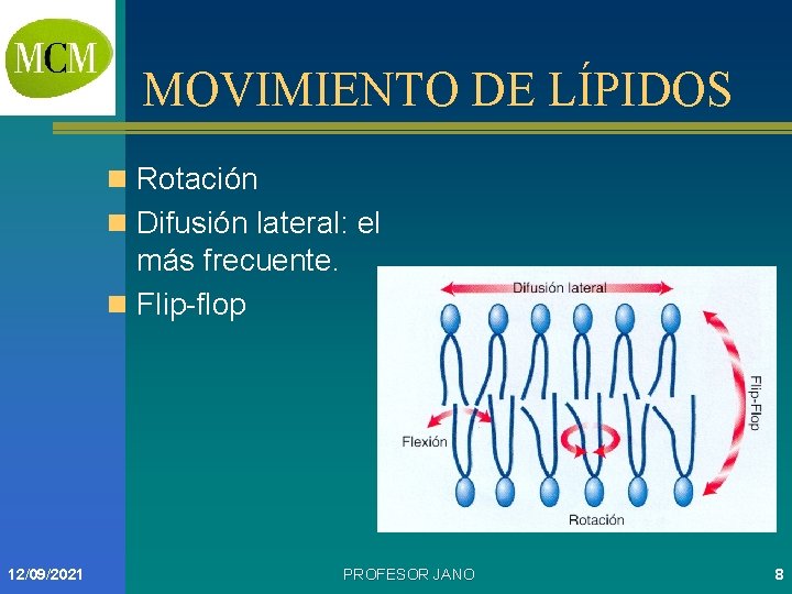 MOVIMIENTO DE LÍPIDOS n Rotación n Difusión lateral: el más frecuente. n Flip-flop 12/09/2021