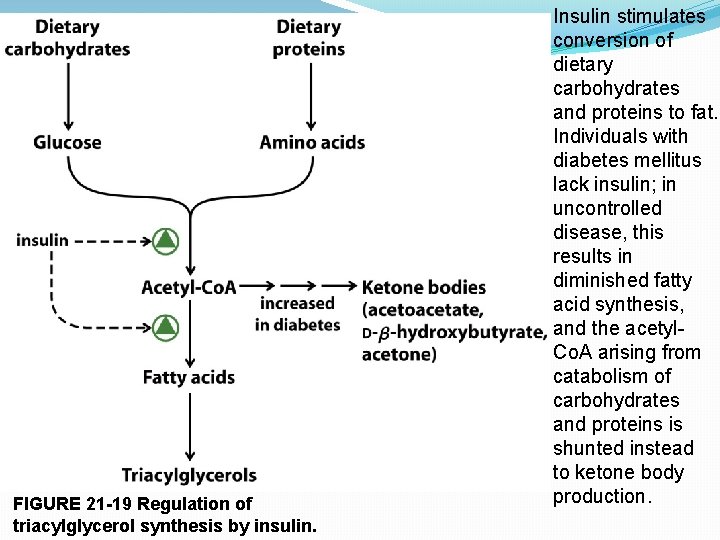FIGURE 21 -19 Regulation of triacylglycerol synthesis by insulin. Insulin stimulates conversion of dietary