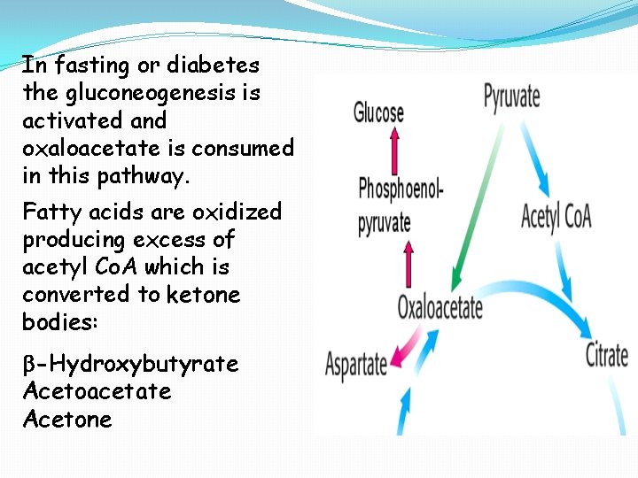 In fasting or diabetes the gluconeogenesis is activated and oxaloacetate is consumed in this