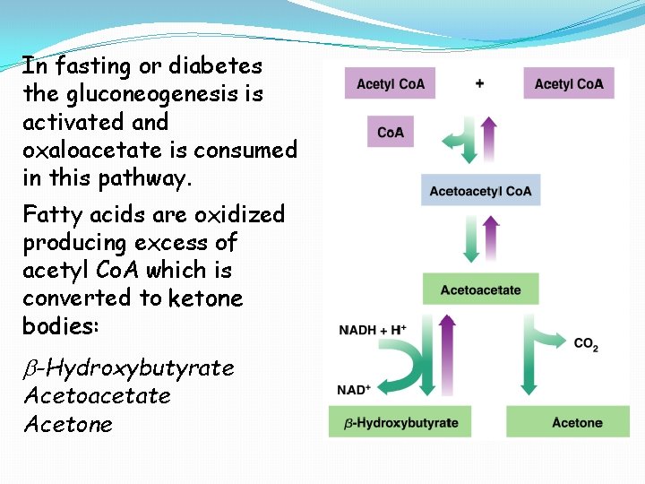 In fasting or diabetes the gluconeogenesis is activated and oxaloacetate is consumed in this