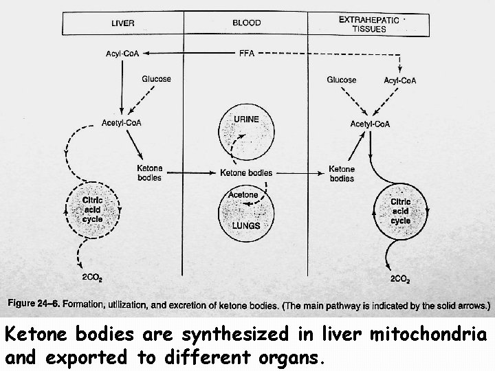 Ketone bodies are synthesized in liver mitochondria and exported to different organs. 