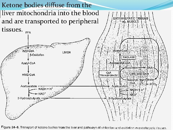 Ketone bodies diffuse from the liver mitochondria into the blood and are transported to