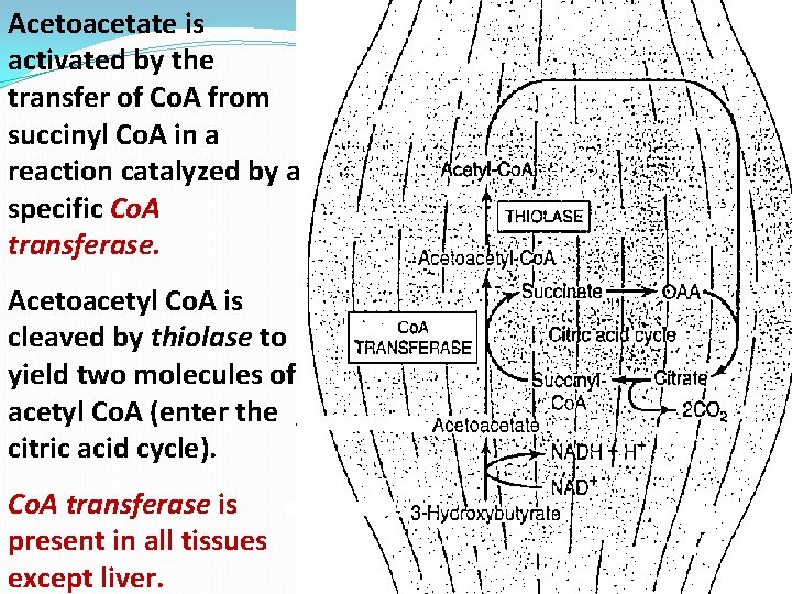 Acetoacetate is activated by the transfer of Co. A from succinyl Co. A in
