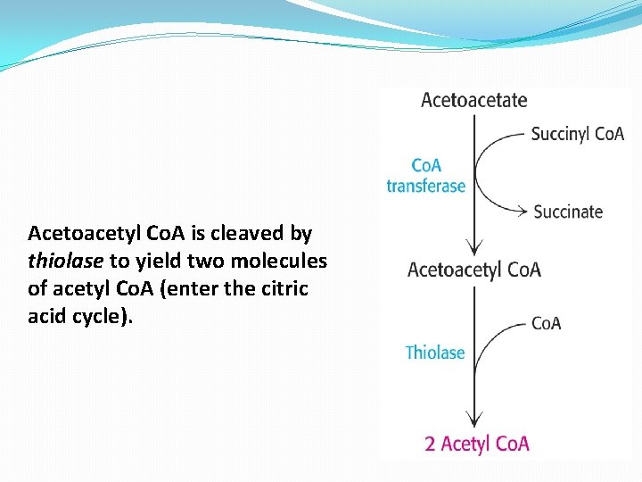 Acetoacetyl Co. A is cleaved by thiolase to yield two molecules of acetyl Co.
