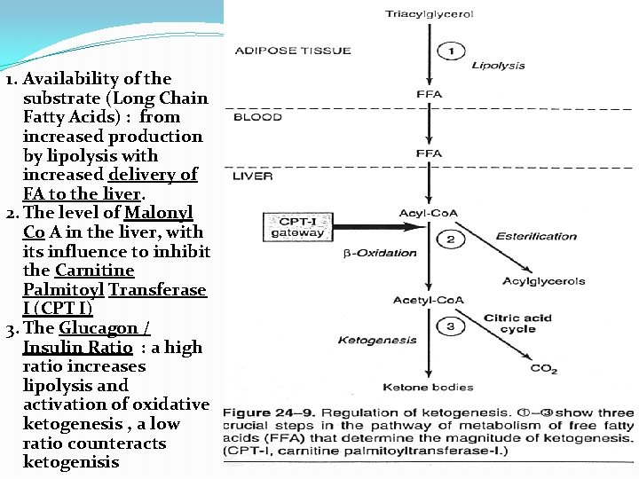 1. Availability of the substrate (Long Chain Fatty Acids) : from increased production by